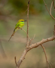 Green Bee Eater perched in the wild in close up view in an Indian forest