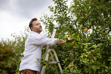 Mature man picking apples in orchard. Person stands on a ladder near tree and reaching for an apple.