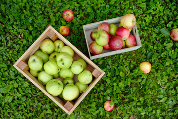 Top view of two wooden boxes full of green and red freshly picked apples standing on the grass in orchard.