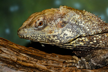 frilled-necked lizard (Chlamydosaurus kingii) on log with frill relaxed