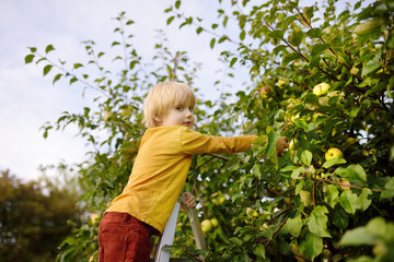 Little boy picking apples in orchard. Child stands on a ladder near tree and reaching for an apple.