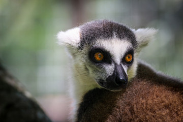 Ring Tailed Lemur Portrait 