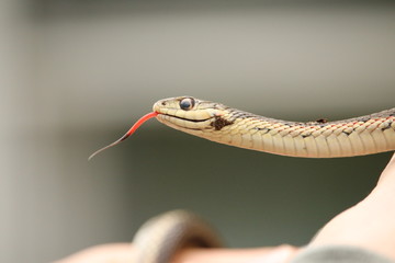 closeup of a garter snake