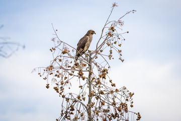 Red Shouldered Hawk 08