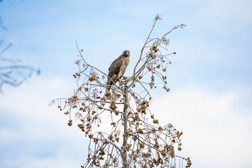 Red Shouldered Hawk 07