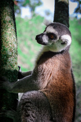 Ring Tailed Lemur Portrait 