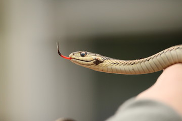 close up of a snake