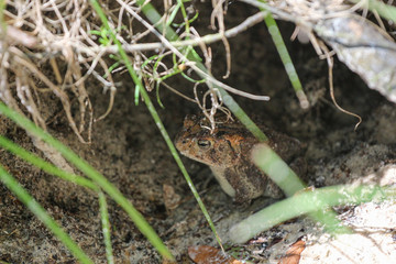 Frog in a Hole