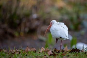 White Ibis 03