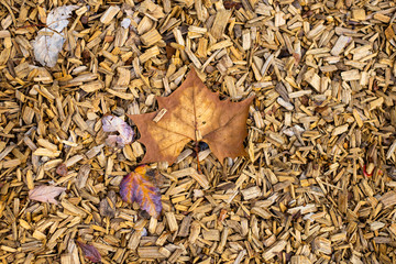 Autumn Leaves 04