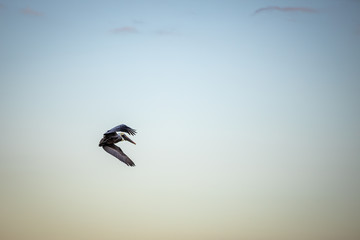 Flying Pelican 01