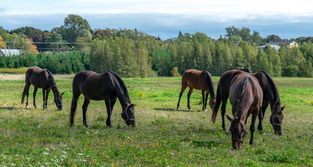 Obraz premium horses grazing in a field on Prince Edward Island