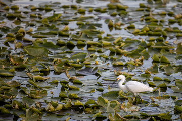 Snowy egret 01