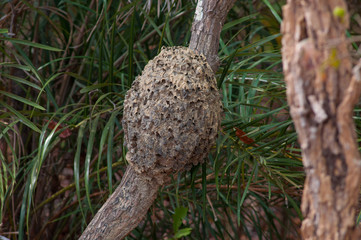 artistic nature - anthill on tree branch