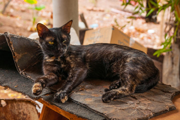 unusual looking cat over rags
