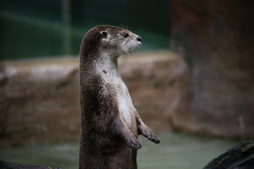 Obraz premium Stangin otter