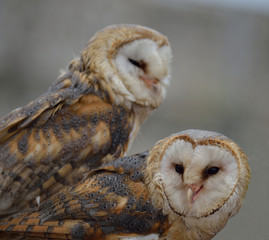 Barn Owls