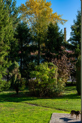 Obraz premium Trees with autumn colours in the garden and a dog