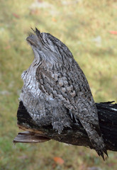 Tawny Frogmount with young under wing