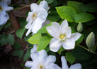 White Clematis Flowers