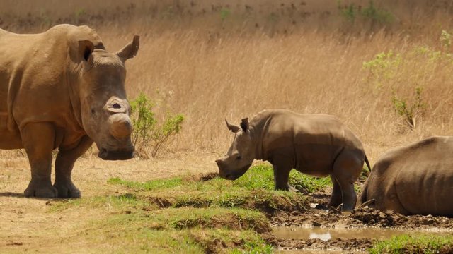 Baby rhino slips in mud and looks at adult rhino mother