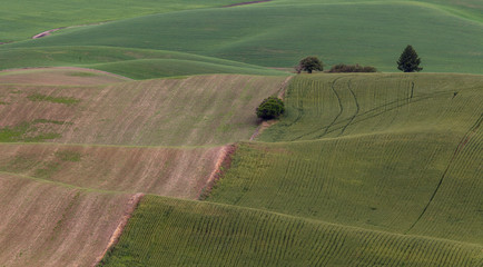 Obraz premium A very abstract graphic view of wheat fields with tracktor tracks in Palouse, washington state, usa