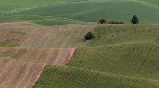 A very abstract graphic view of wheat fields with tracktor tracks in Palouse, washington state, usa