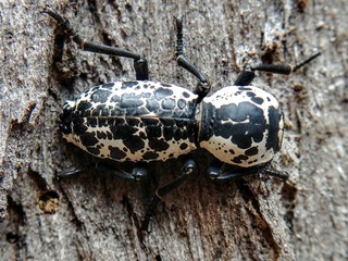 Zopherus sp.