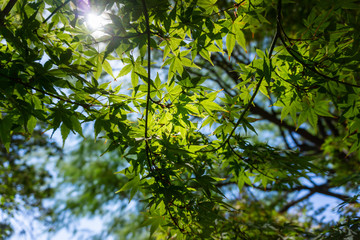 The sunlight passing through beautiful tree branches