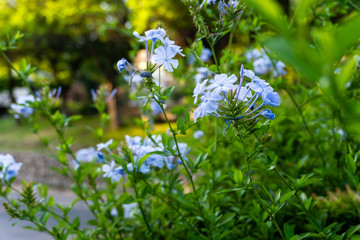 Beautiful flowering plants on the park
