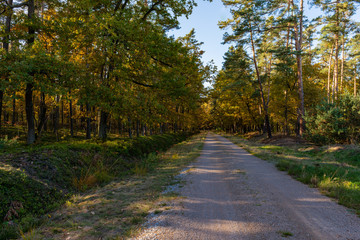 Fototapeta na wymiar Golden Polish Autumn with colorful trees on road leading to Black Lake, Niepolomice Forest Poland, October 2019