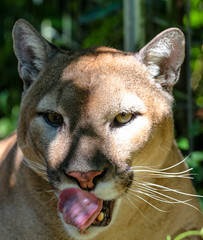 Florida Panther  / Mountain Lion Licking His Lips 
