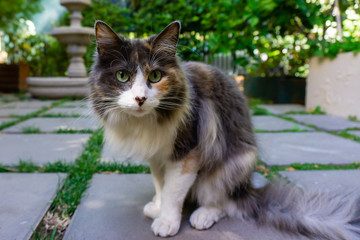 Alert cat captured from the ground