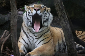 Yawning tiger