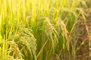 Rice in field conversion test at North Thailand,rice yellow color