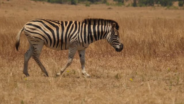 Tracking shot of zebra walking through dry grass savannah