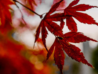Autumn maple 