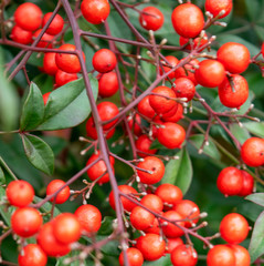 ripe berries cherries on a tree