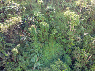 Aerial Photo of exotic El Yunque rainforest palm trees in tropical Puerto Rico.
