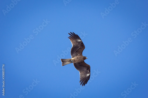 青空を羽ばたく鳶 トビ とんび の写真 風景写真 Black Kite In Blue Sky Wall Mural Globeds