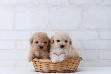 寄り添うトイプードル子犬 © zbb52318