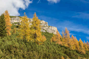 Ginkgo trees and forest in autumn mountains in Dolomites, South Tyrol, Italy