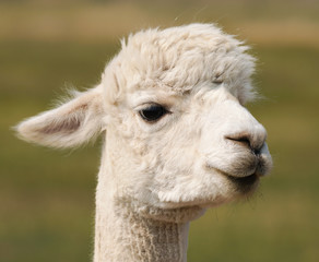 Obraz premium Close up of the cute face of a young alpaca with it's summer coat of white fur.