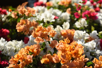 Colorful flower in the park	