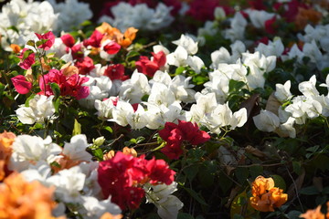 Colorful flower bed in a park 