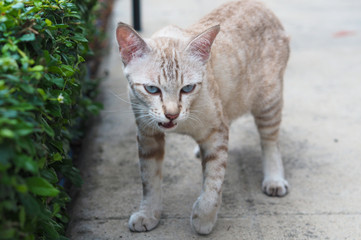 Obraz premium A cat walking on the street.