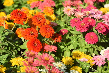 Colorful flower in the park	