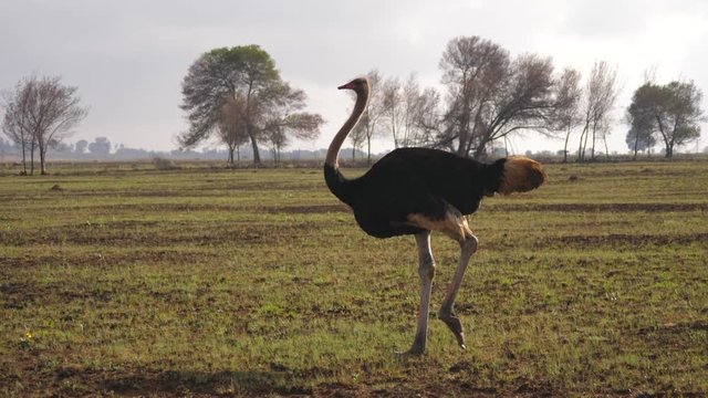 Wide shot of male ostrich walking in green field