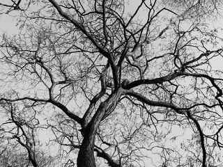 Dancing tree