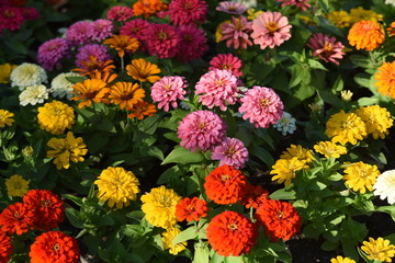 Colorful flower bed in a park 